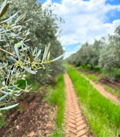 aceite de oliva virgen extra ecologico de extremadura de sierra y con agricultura tradicional Comprar aceite oliva directamente cooperativa 