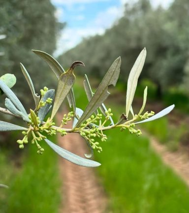 aceite de oliva virgen extra ecologico de extremadura de sierra y con agricultura tradicional Comprar aceite oliva directamente cooperativa 