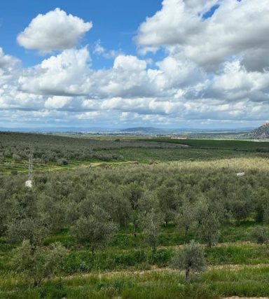 aceite de oliva virgen extra ecologico de extremadura de sierra y con agricultura tradicional Comprar aceite oliva directamente cooperativa 