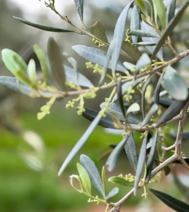 aceite de oliva virgen extra ecologico de extremadura de sierra y con agricultura tradicional Comprar aceite oliva directamente cooperativa 