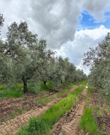 aceite de oliva virgen extra ecologico de extremadura de sierra y con agricultura tradicional Comprar aceite oliva directamente cooperativa 